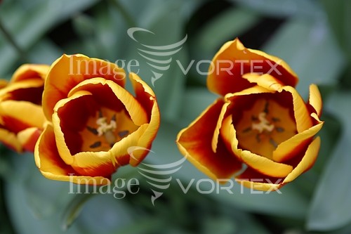 Flower royalty free stock image #423145216