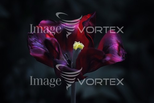 Flower royalty free stock image #424035836