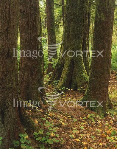 Nature / landscape royalty free stock image #424744938