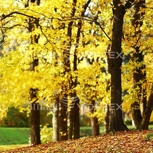Park / outdoor royalty free stock image #424489494