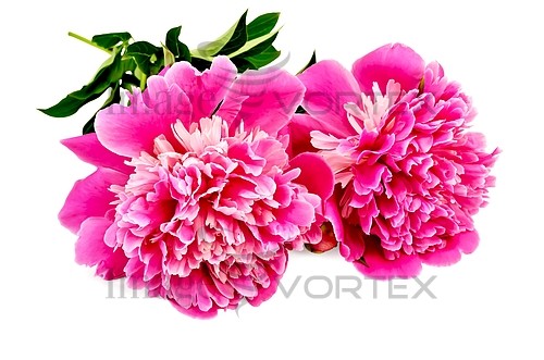 Flower royalty free stock image #424288452