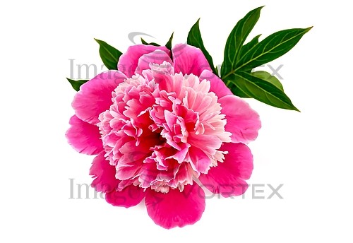 Flower royalty free stock image #424305382