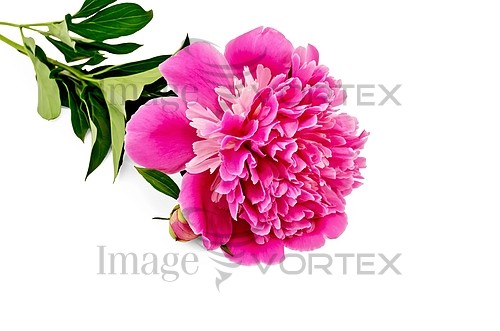 Flower royalty free stock image #424313651