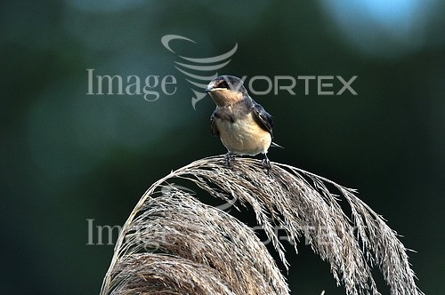 Bird royalty free stock image #425450610