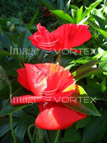 Flower royalty free stock image #425149882