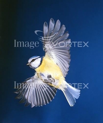 Bird royalty free stock image #426308485