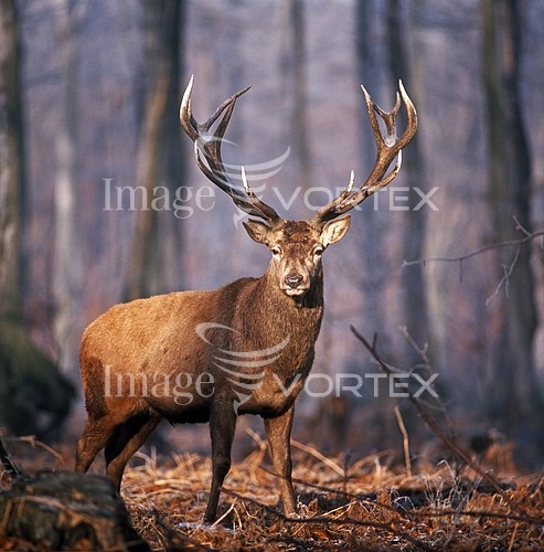 Animal / wildlife royalty free stock image #426483559