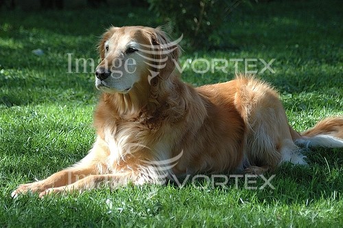 Pet / cat / dog royalty free stock image #426062897