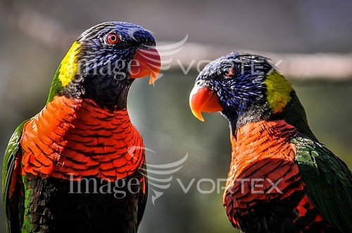 Bird royalty free stock image #426747944