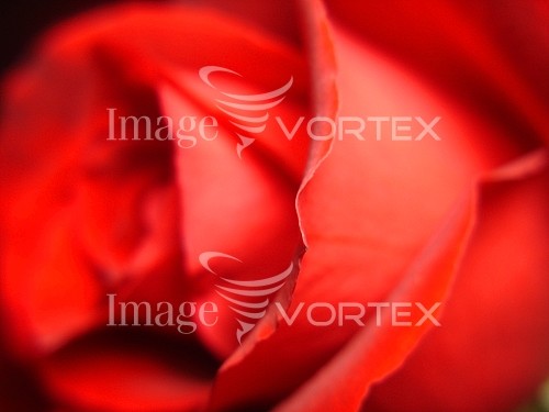 Background / texture royalty free stock image #427403395