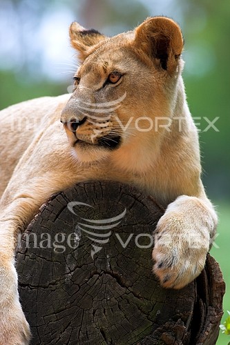 Animal / wildlife royalty free stock image #427462217