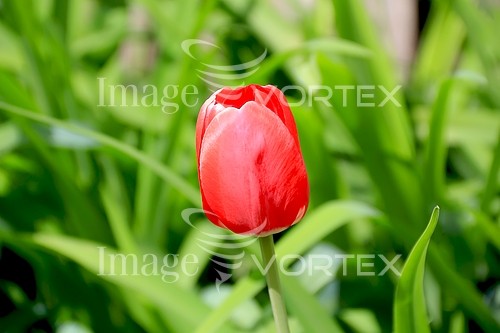 Flower royalty free stock image #427665235