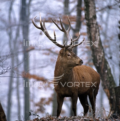 Animal / wildlife royalty free stock image #428449902