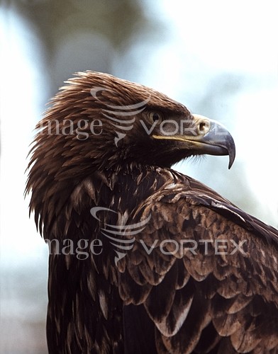 Bird royalty free stock image #428186219