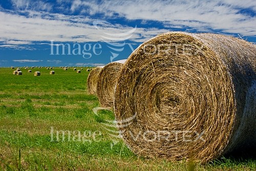 Industry / agriculture royalty free stock image #429353044
