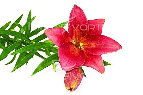 Flower royalty free stock image #430322250