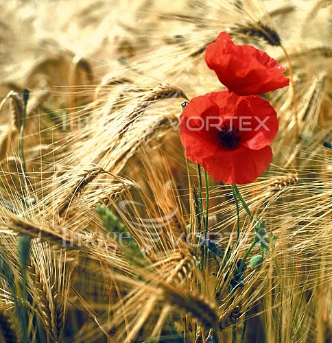 Industry / agriculture royalty free stock image #430515613