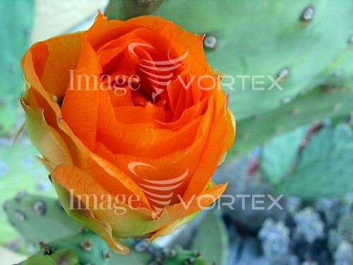 Flower royalty free stock image #432748414