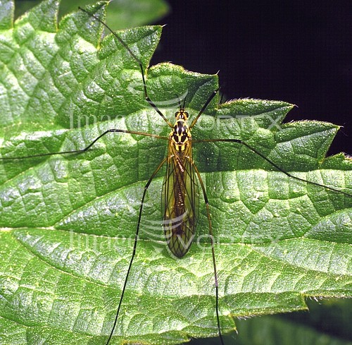 Insect / spider royalty free stock image #432716941