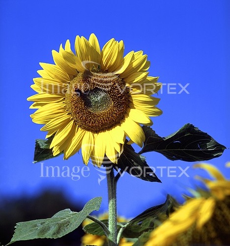 Flower royalty free stock image #432083607