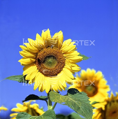 Flower royalty free stock image #432169978