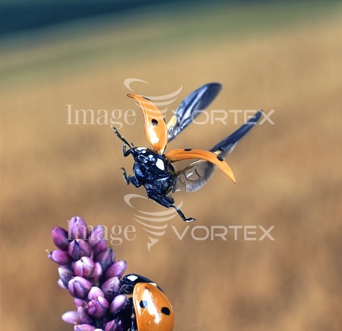 Insect / spider royalty free stock image #434036325