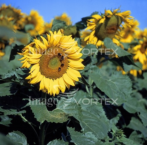 Flower royalty free stock image #434152857