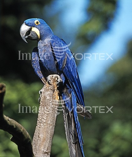 Bird royalty free stock image #436728457