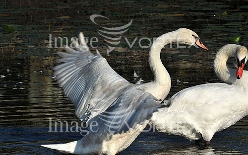 Bird royalty free stock image #436172649