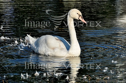 Bird royalty free stock image #436184518