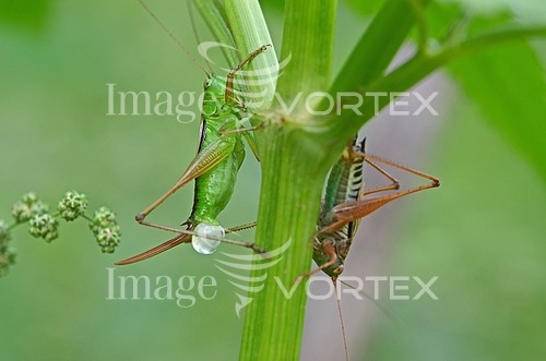 Insect / spider royalty free stock image #437959654