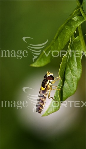Insect / spider royalty free stock image #437814733