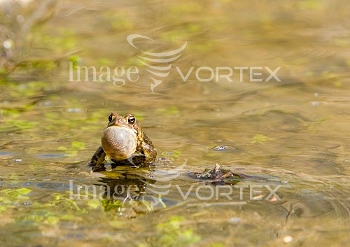 Animal / wildlife royalty free stock image #438687191