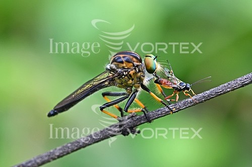 Insect / spider royalty free stock image #438238607