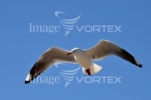 Bird royalty free stock image #438117564