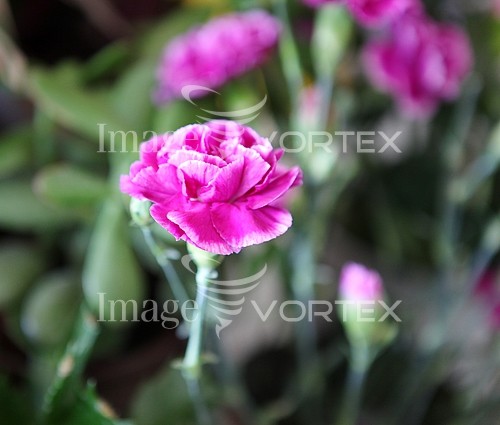 Flower royalty free stock image #441931305