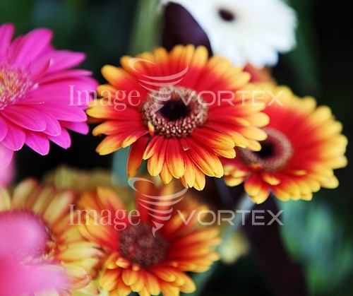 Flower royalty free stock image #441856091