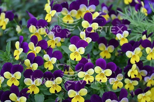 Flower royalty free stock image #441747966