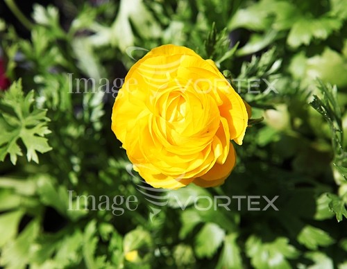 Flower royalty free stock image #441248541
