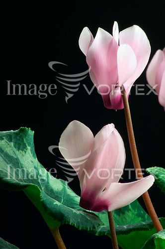 Flower royalty free stock image #443972919