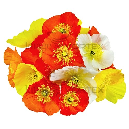 Flower royalty free stock image #446436859