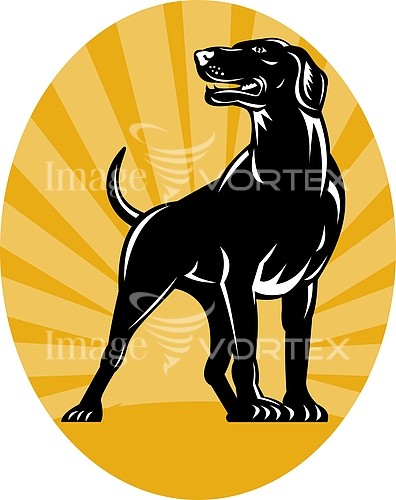 Pet / cat / dog royalty free stock image #448638445