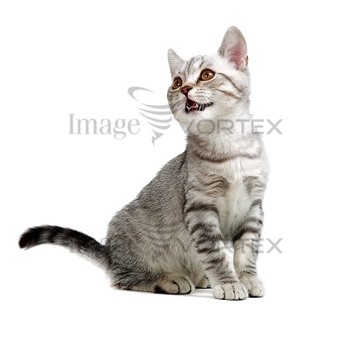 Pet / cat / dog royalty free stock image #450933383