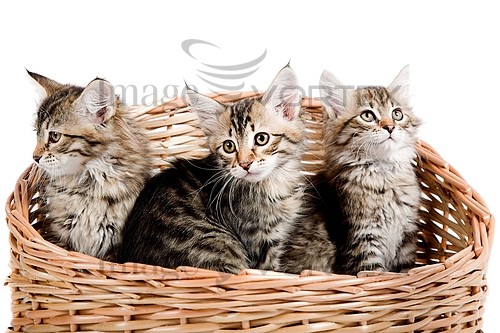 Pet / cat / dog royalty free stock image #450809028