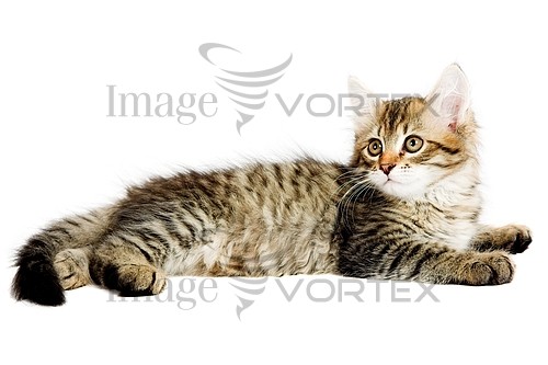 Pet / cat / dog royalty free stock image #450827007