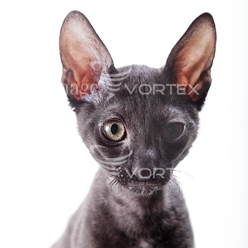Pet / cat / dog royalty free stock image #450925814