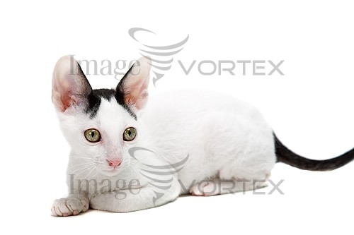 Pet / cat / dog royalty free stock image #450959584