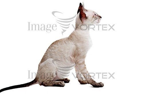 Pet / cat / dog royalty free stock image #450966878