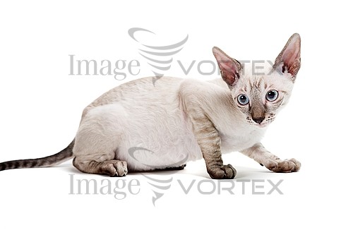 Pet / cat / dog royalty free stock image #450979849