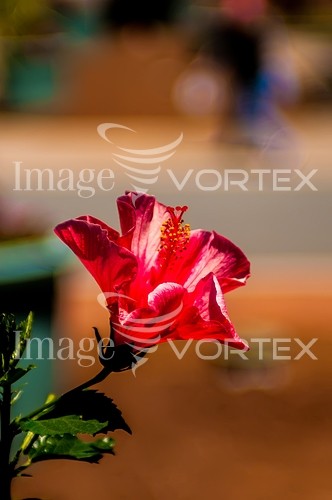 Flower royalty free stock image #451240963